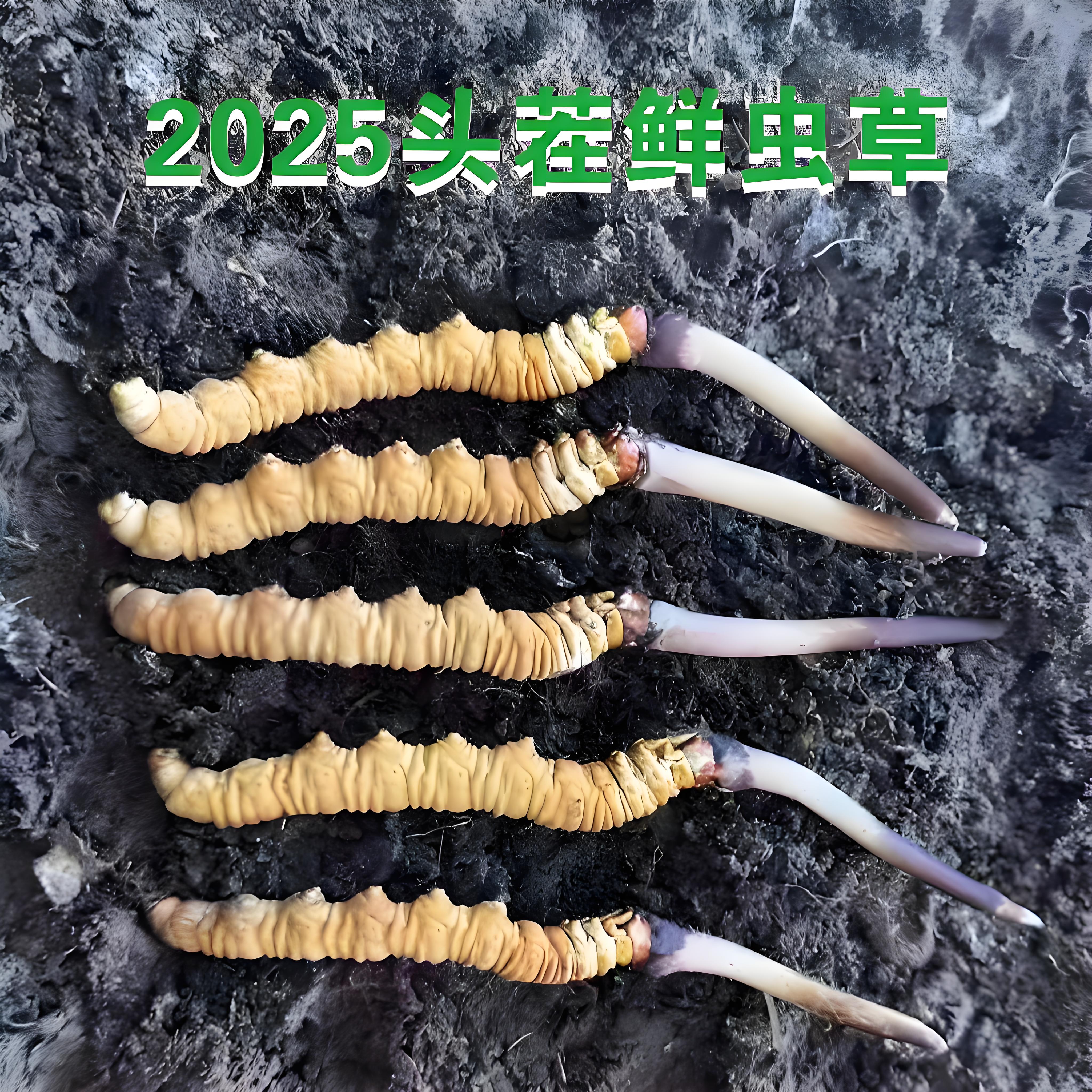 冬虫夏草图片/307-480/442.jpg