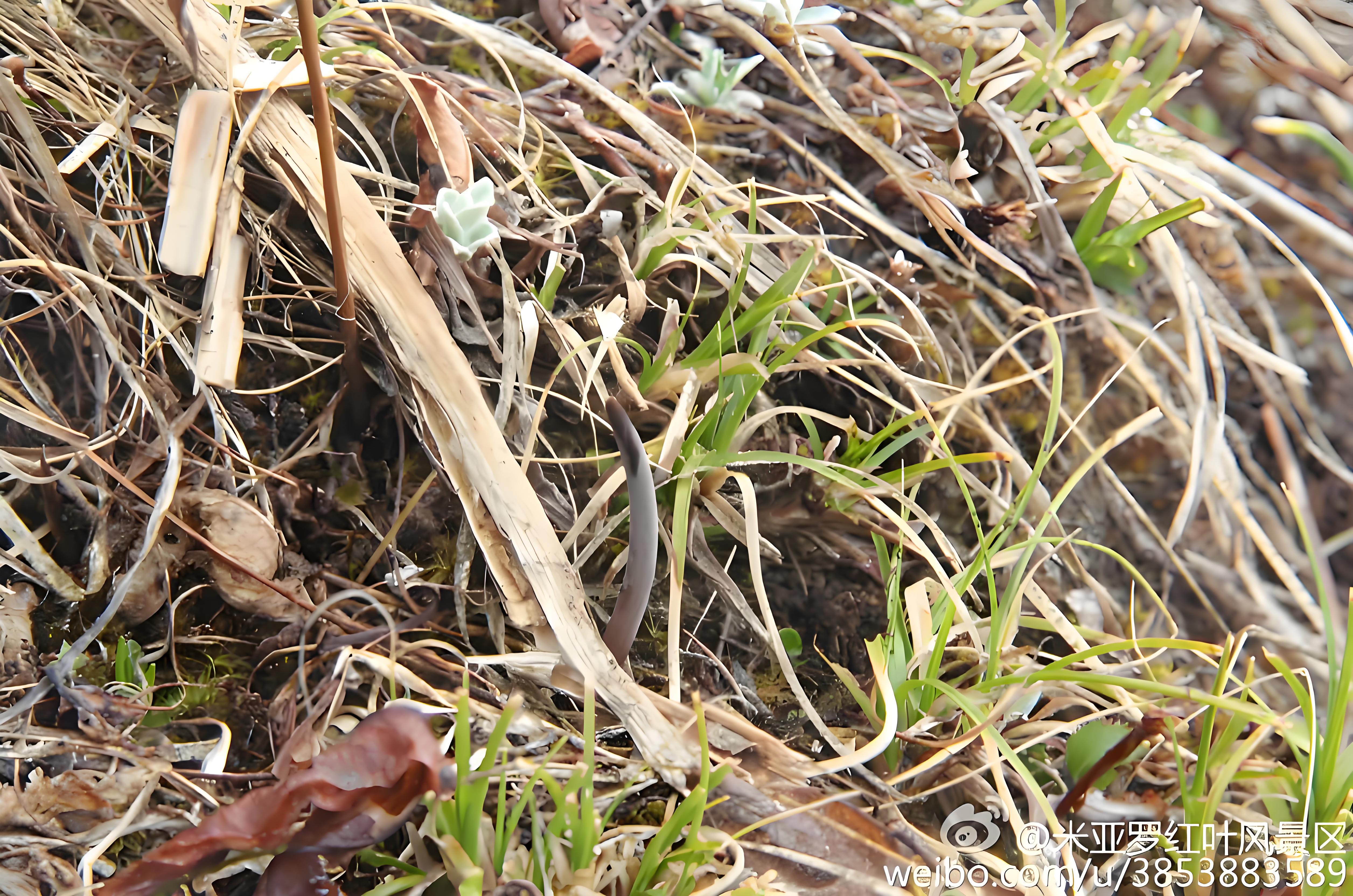 冬虫夏草图片/307-480/475.jpg