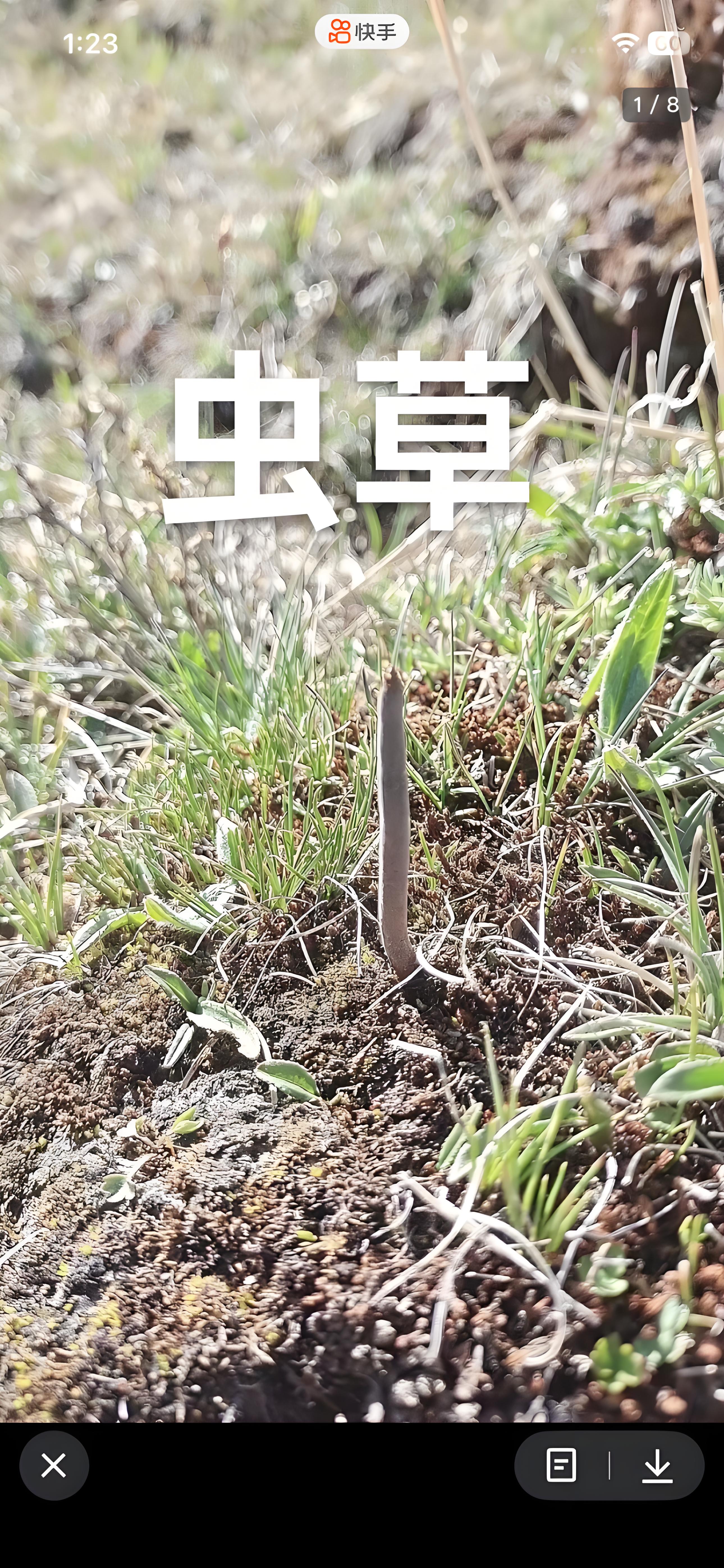冬虫夏草图片/48.jpg