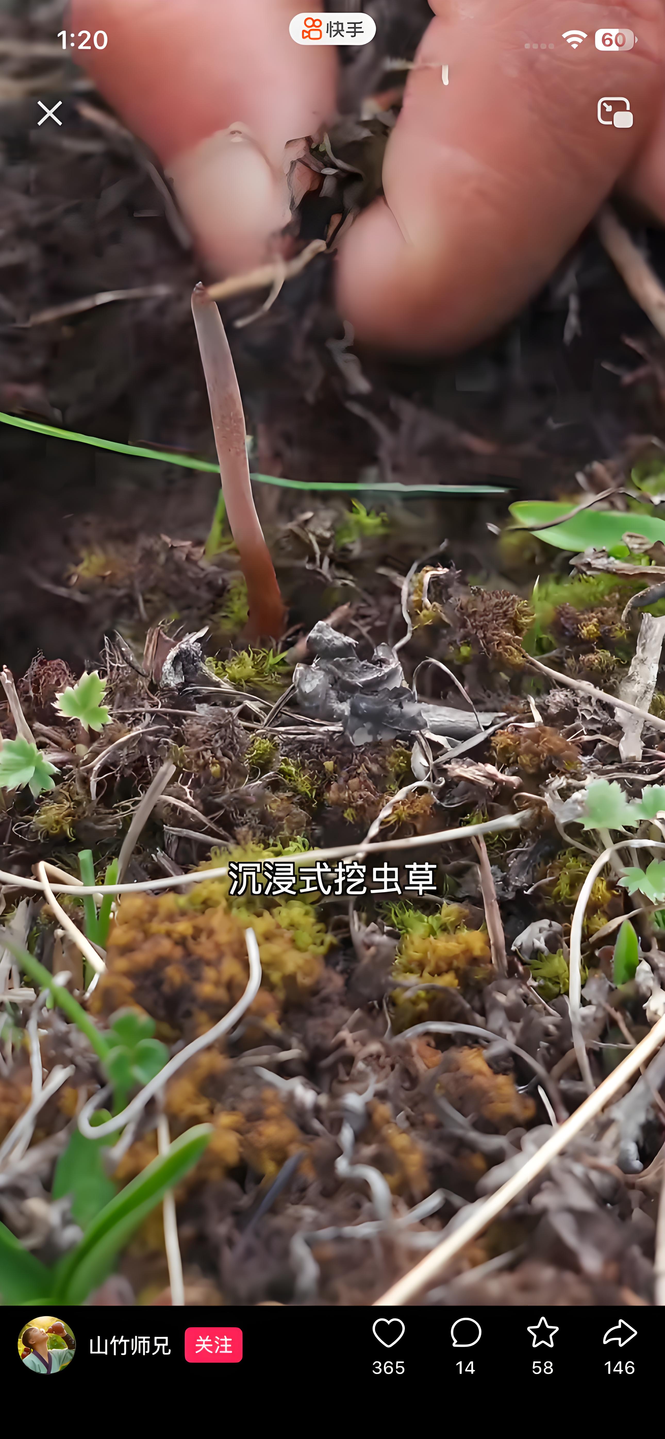 冬虫夏草图片/51.jpg