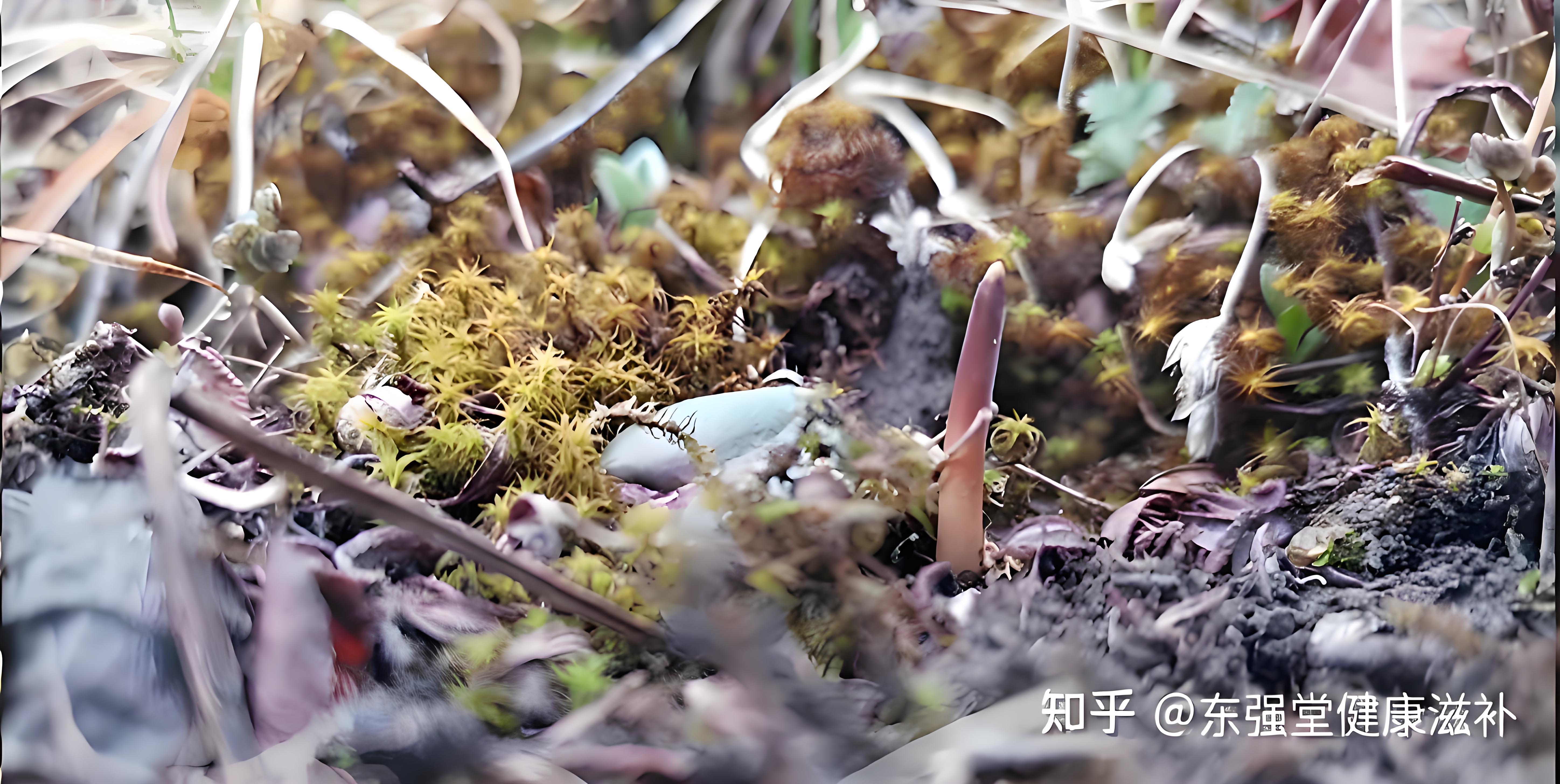 冬虫夏草图片/87/573.jpg
