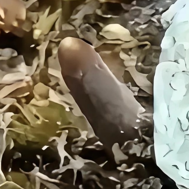 冬虫夏草图片/244-306/270.jpg